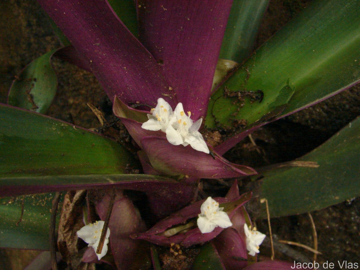 Tradescantia pallida (Rose) D.R.Hunt